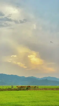 Tranh quê