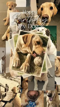 Hbd my dog 