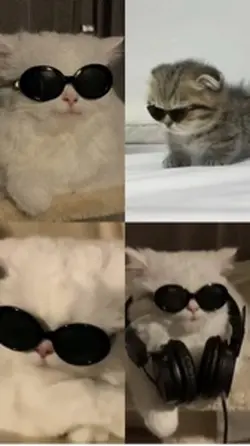 Yeni kedim nasıl?
