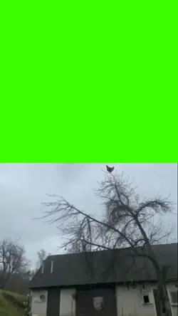 chicken on tree meme