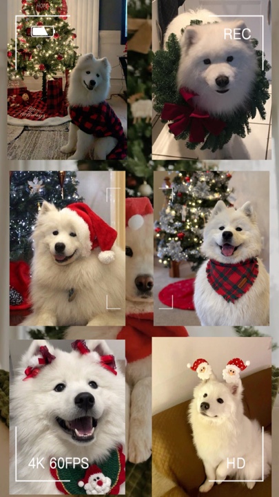 Animal de estimação de natal