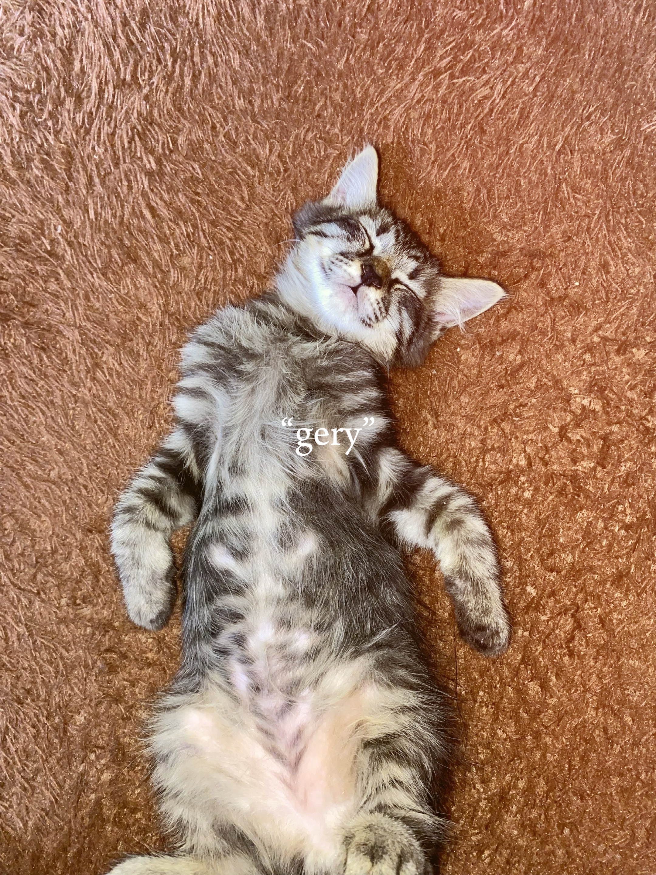 "Amo a los gatos"