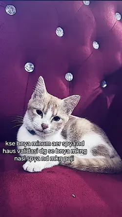 jj kata kata manado