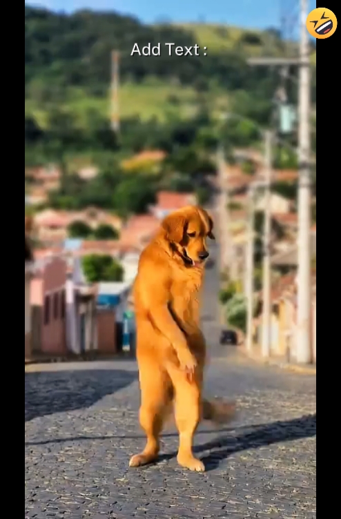 Funny Dog`