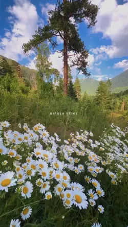 NATURE VIBES