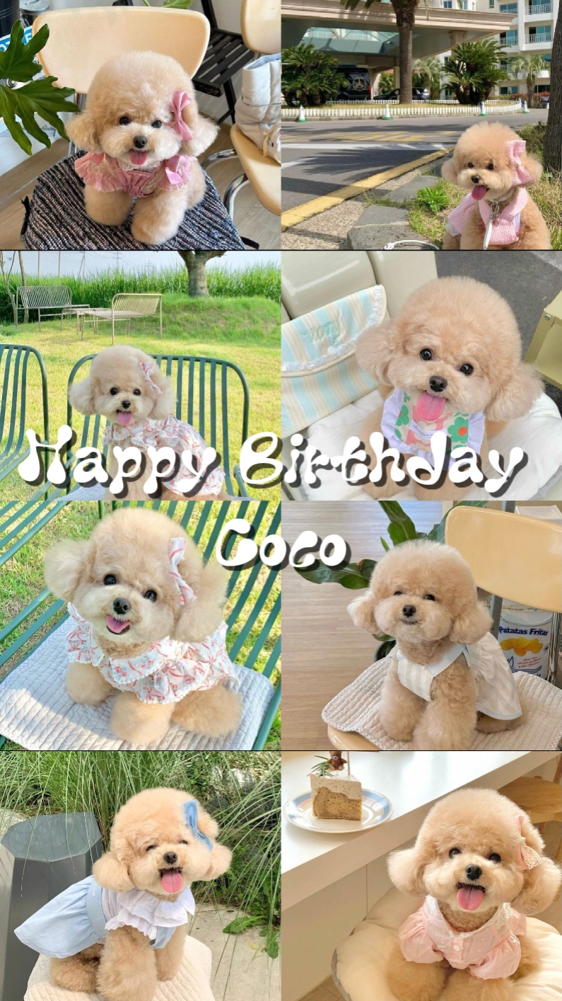 Hbd coco 