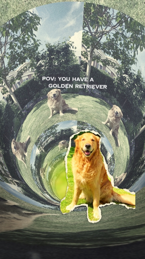 pov: pet