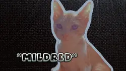 Freeze Frame Intro

