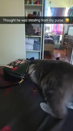 cat gift