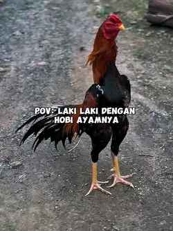 TEMPLATE AYAMMU BOS
