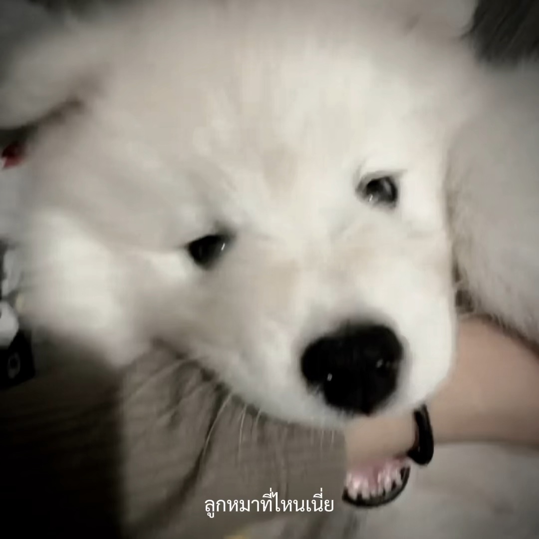 ลูกหมา(ป่า)