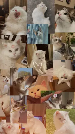 My Pet Cat