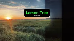 Lemon Tree
