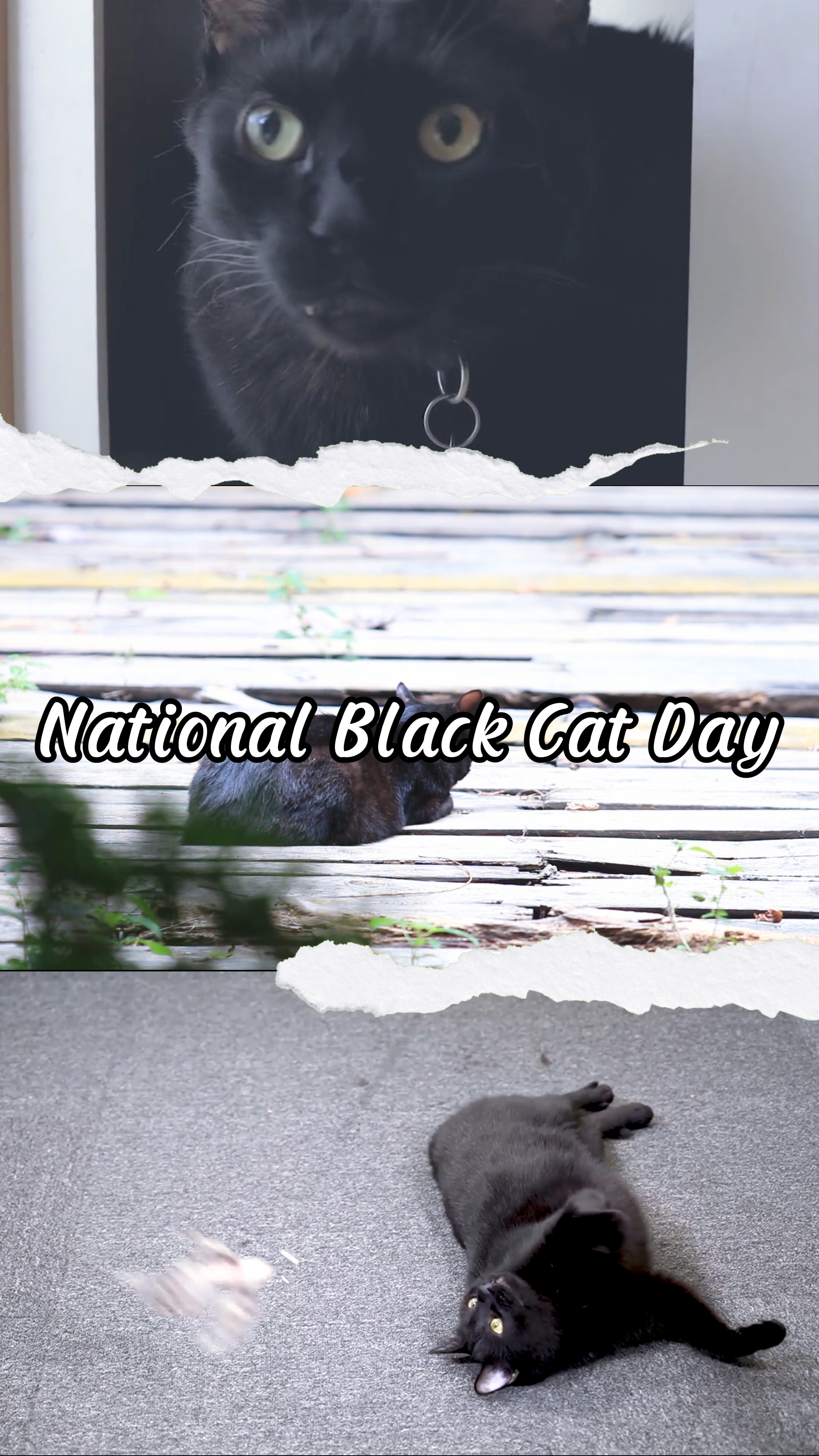 Día del Gato Negro