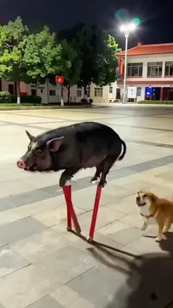 funny animal haha