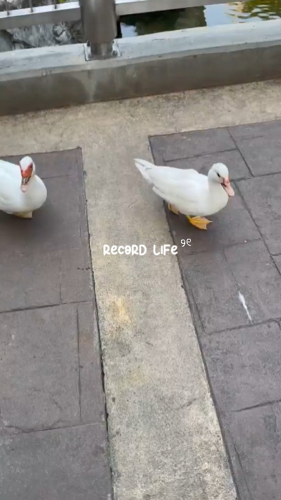 Record life 