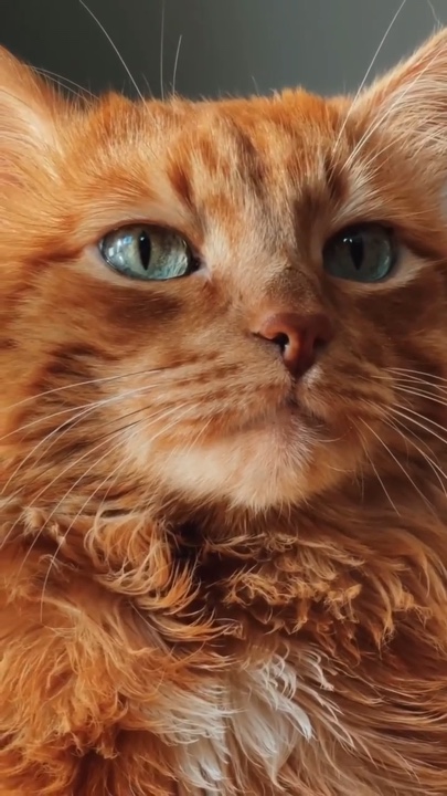 kucing sad vibes