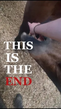 This is the end