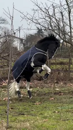 rear😻|FAKE NOT REAL⚠️