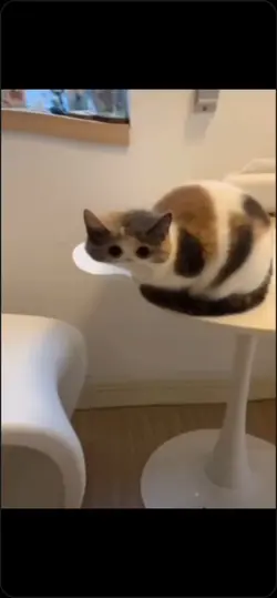 cats :3