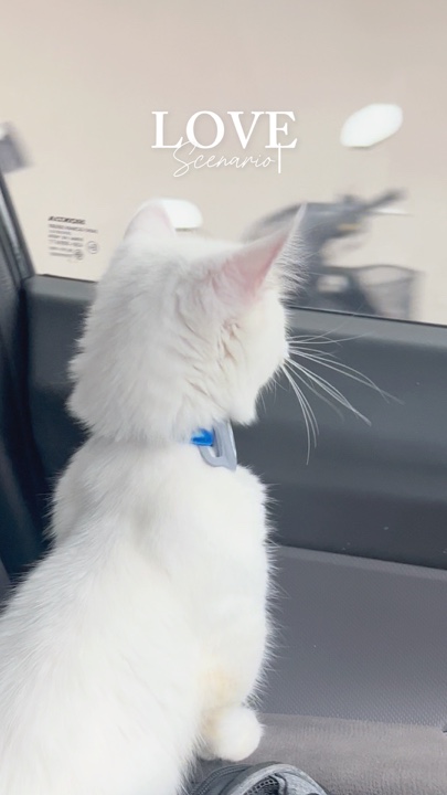 Skenario Cinta 😻 Hewan Peliharaan