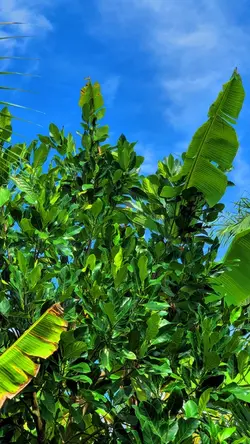 FILTER IPHONE JERNIH