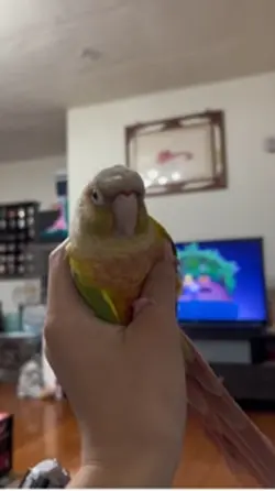 小鳥