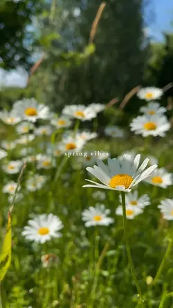 spring vibes