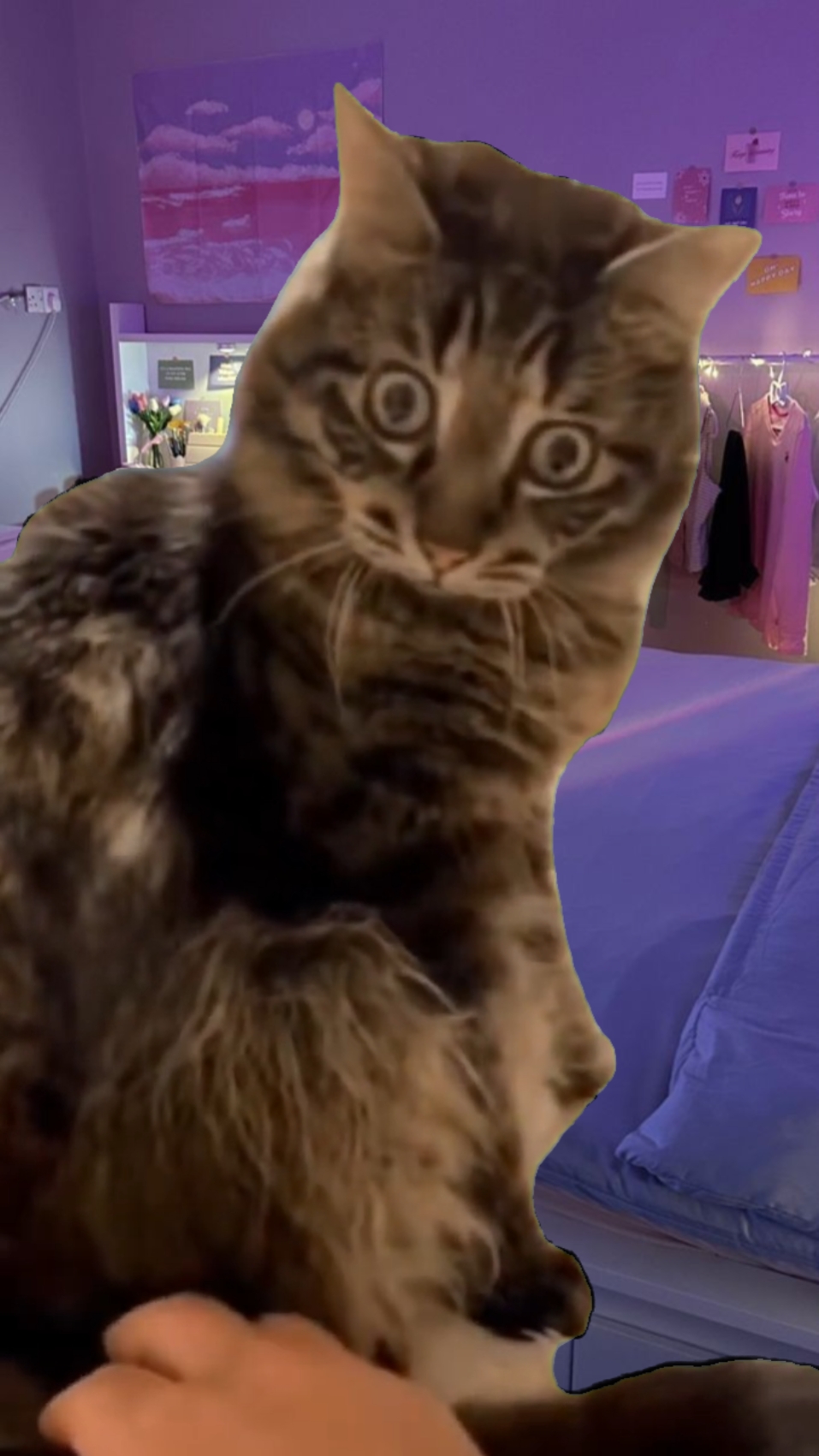 What? Cat