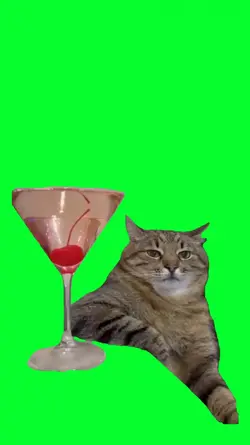 drunker cat