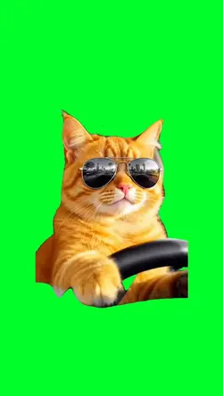 Cat driving