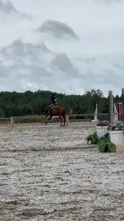 horse show