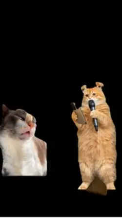 Meme cat