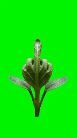 Plant Meme