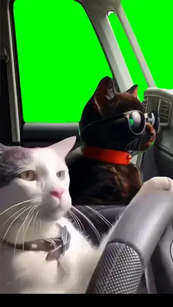 Cat Driving Inside