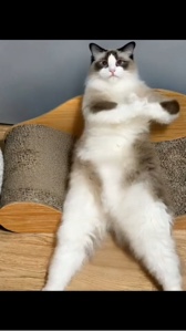 ai joget