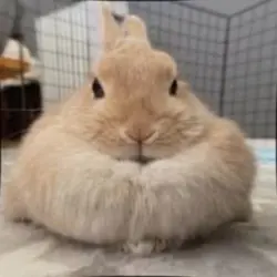 Bunny