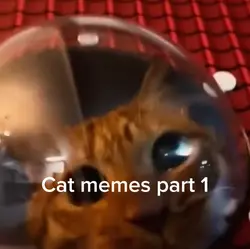 Cat memes part 1