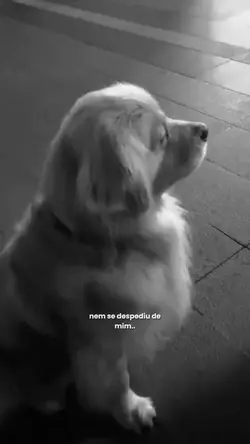 nem se despediu..