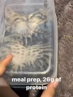 Meal prep cats