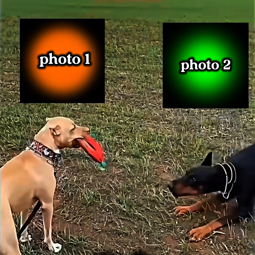 NEW VIRAL TEMPLATE 