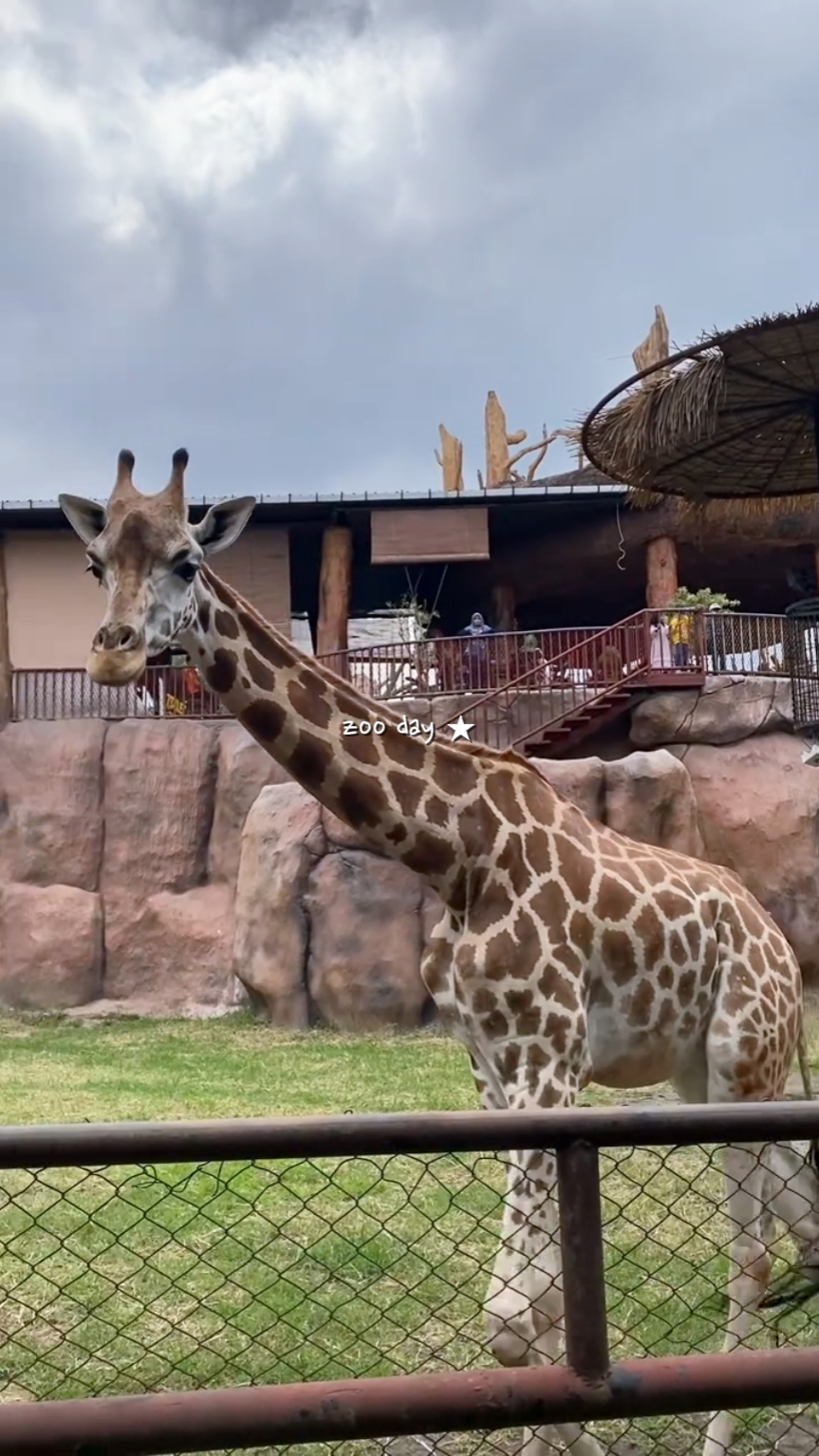 Zootag