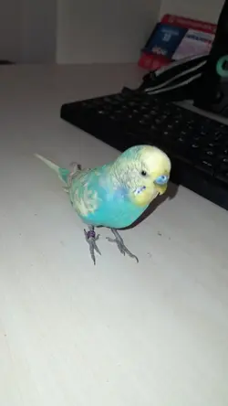 .
