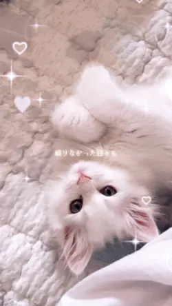 📸41 星空エレジー