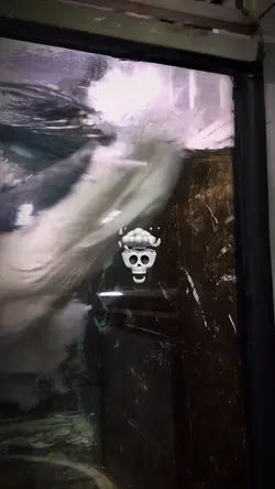 Freeze Frame Edit