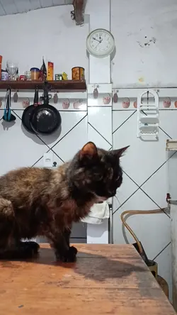 gatos