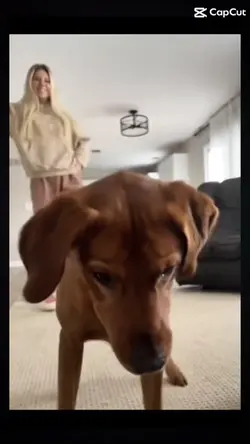 Dogs dancing