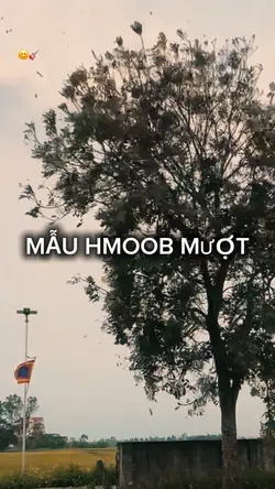 MẪU HMOOB MƯỢT