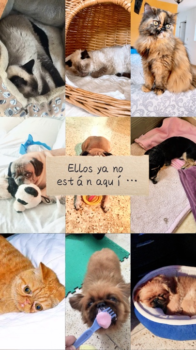Ya no estan aquí 🪽