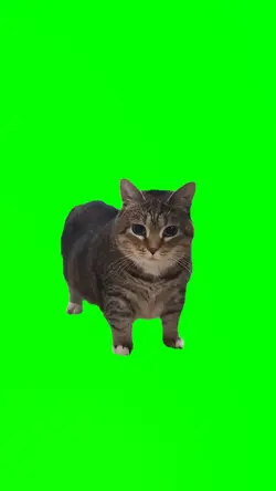 Spinning cat meme